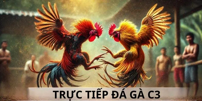 Khái niệm trực tiếp đá gà C3